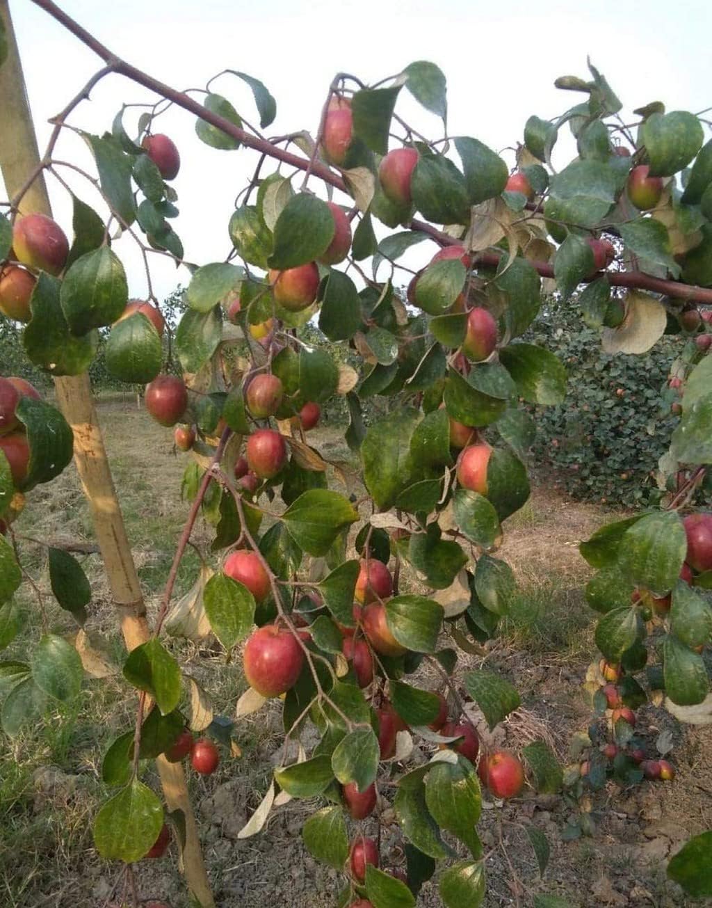 OhhSome Red Sundari Apple Ber Jujube Fruit Tree Healthy Live Plant (Healthy Live Plant)