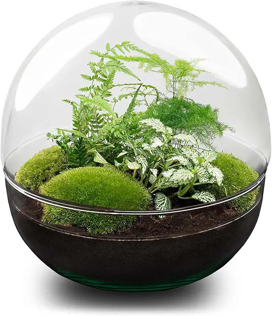 Terrario de Plantas - Dome XL - Planta ecosistema - ↑ 30 cm