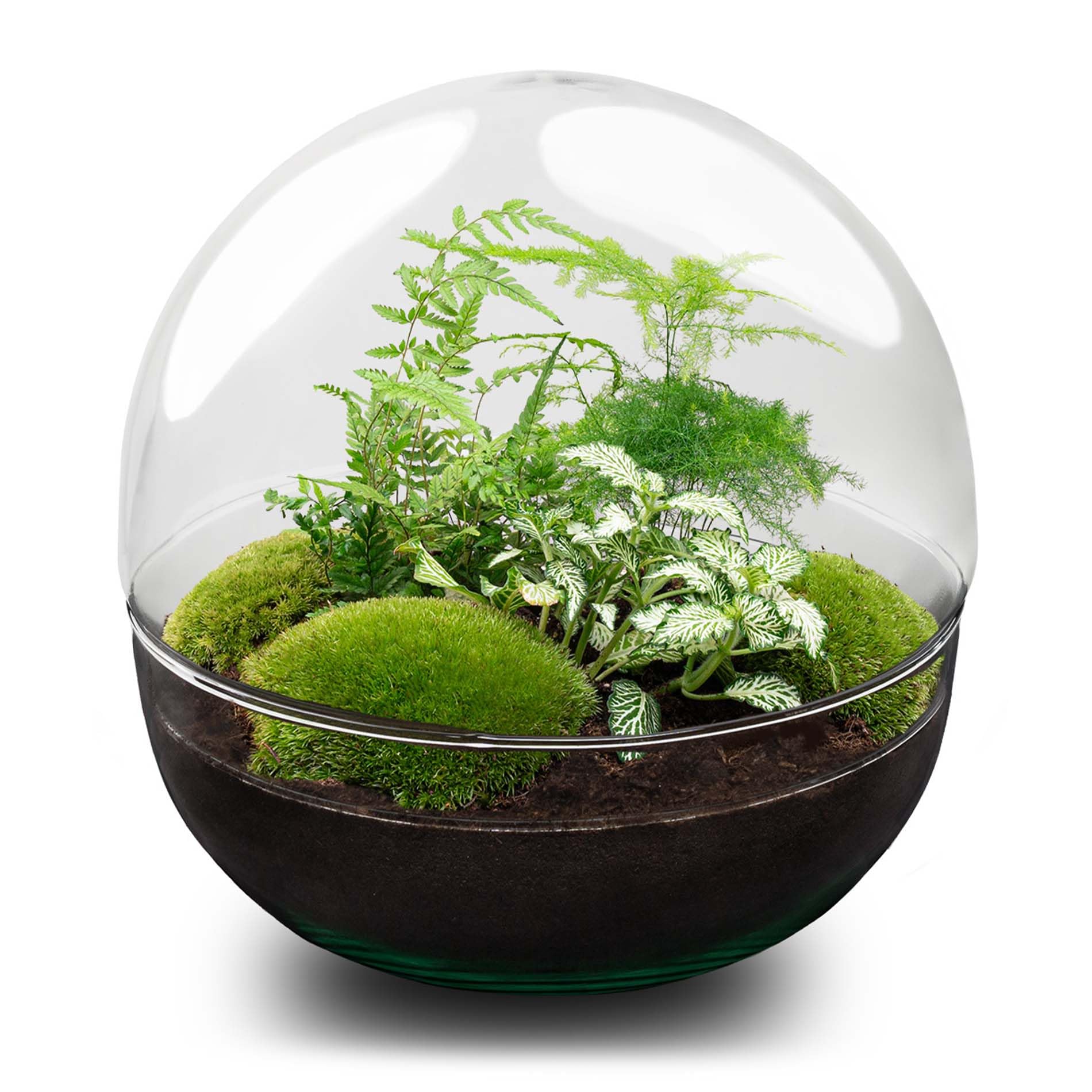 Terrario de Plantas - Dome XL - Planta ecosistema - ↑ 30 cm