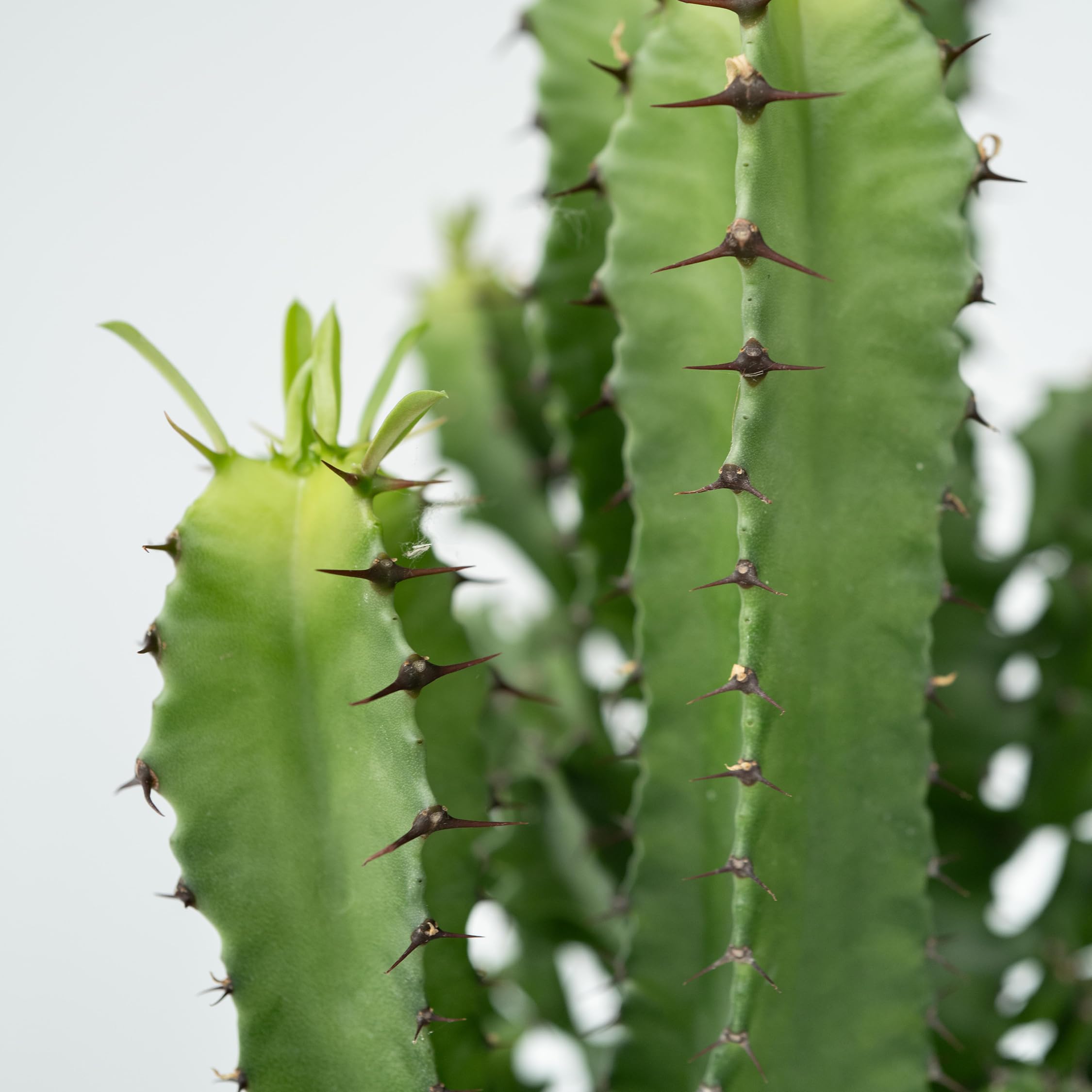 Plant in a Box - Euphorbia Eritrea - Cactus - Pianta da appartamento - Set di 2 - Vaso 17cm - Altezza 50-60cm
