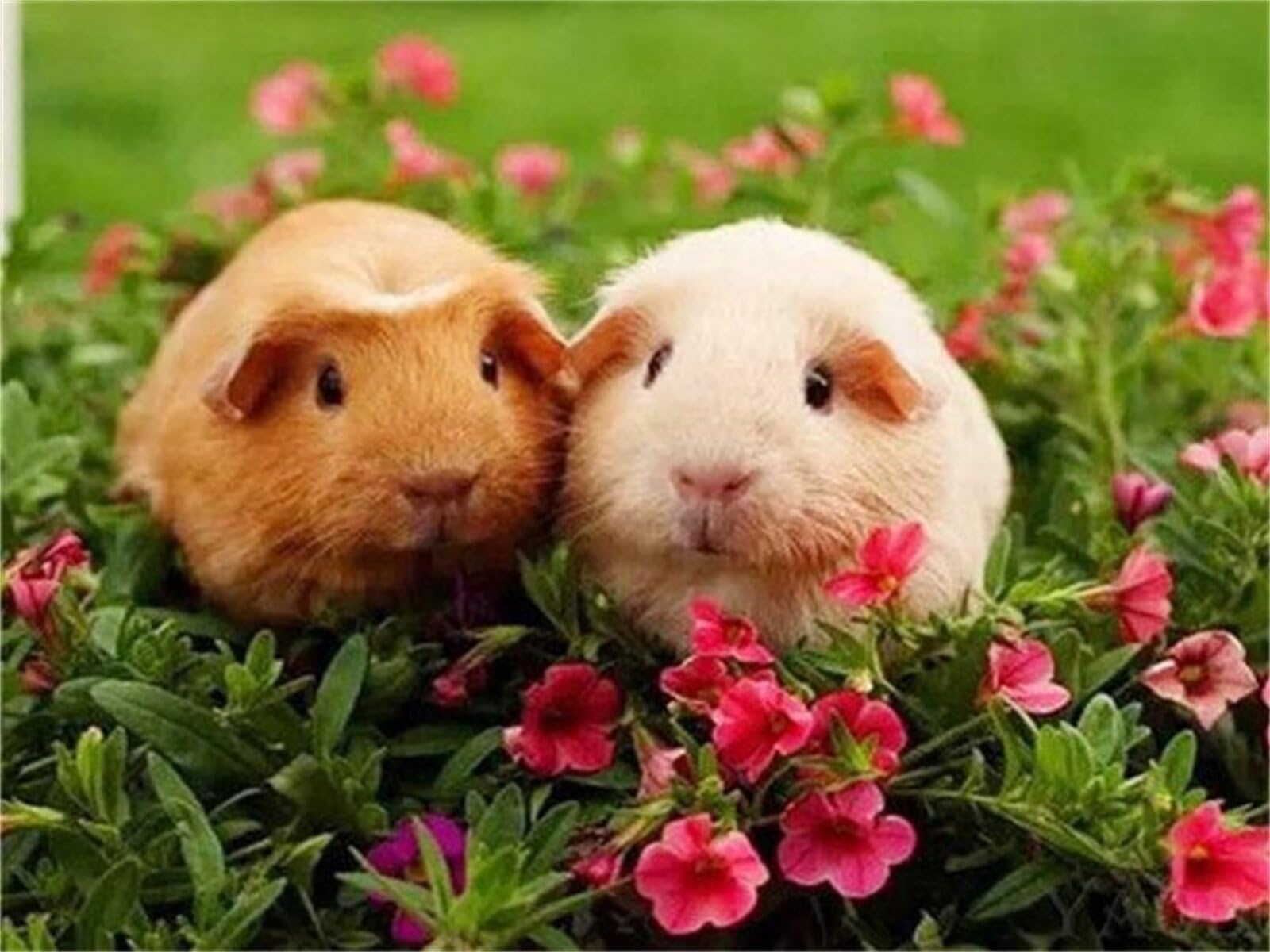 Lituor Paint by Numbers,Guinea Pig Animals Paint by Numbers for Adults Canvas Oil Painting,DIY Paint by Numbers for Children with Paint Brushes and Acrylic Painting Kit Home Decor with Frame,16x20 in