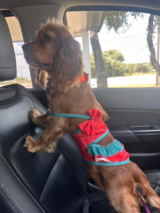 Traje de baño bikini divertido para perro pequeño, ropa de verano miniatura 8