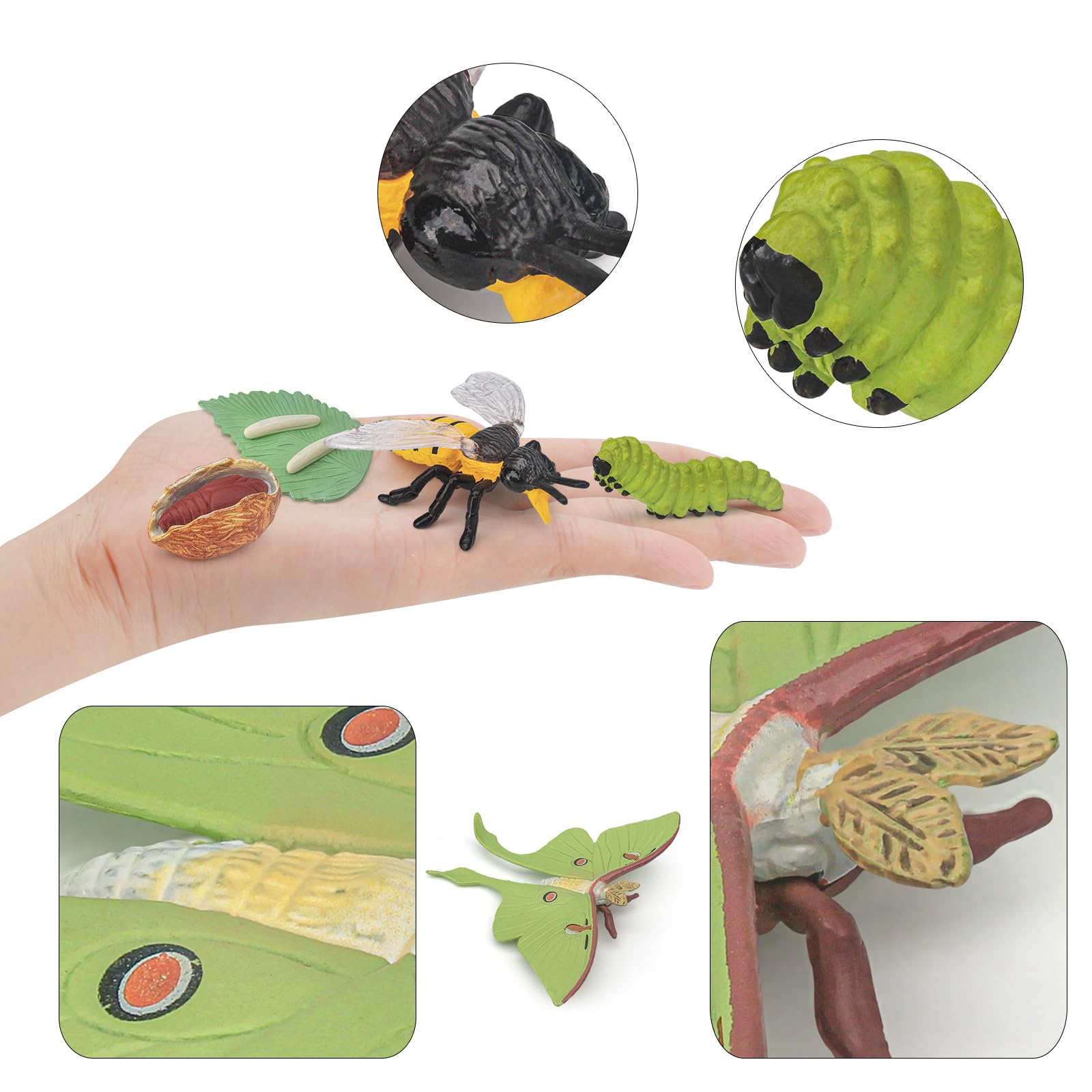 Amazon.com: BRETOYIN Life Cycle of a Luna Moth and Bee - 8PCS 