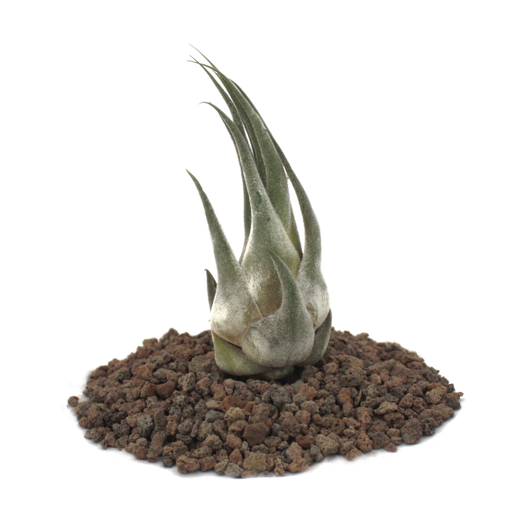Tillandsia Seleriana XL – Pianta Aerea Sfusa, Senza Terra, Facile Da Curare, Ideale Per Terrari E Bagni, Esemplare Unico