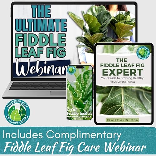 Miniatura 7 de Fiddle Leaf Fig Tree Plant Food- Abono para Ficus Lyrata fortificado con calcio, libre de urea y con relación nitrógeo/fósforo/potasio de 3-1-2 para