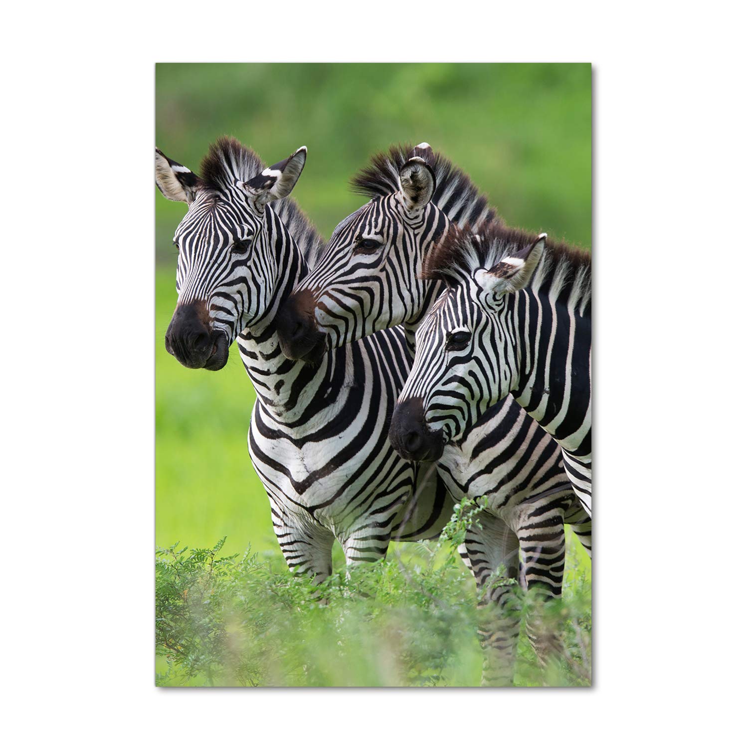 Image sur verre acrylique de trois zèbres pour créer une ambiance jungle dans votre salon