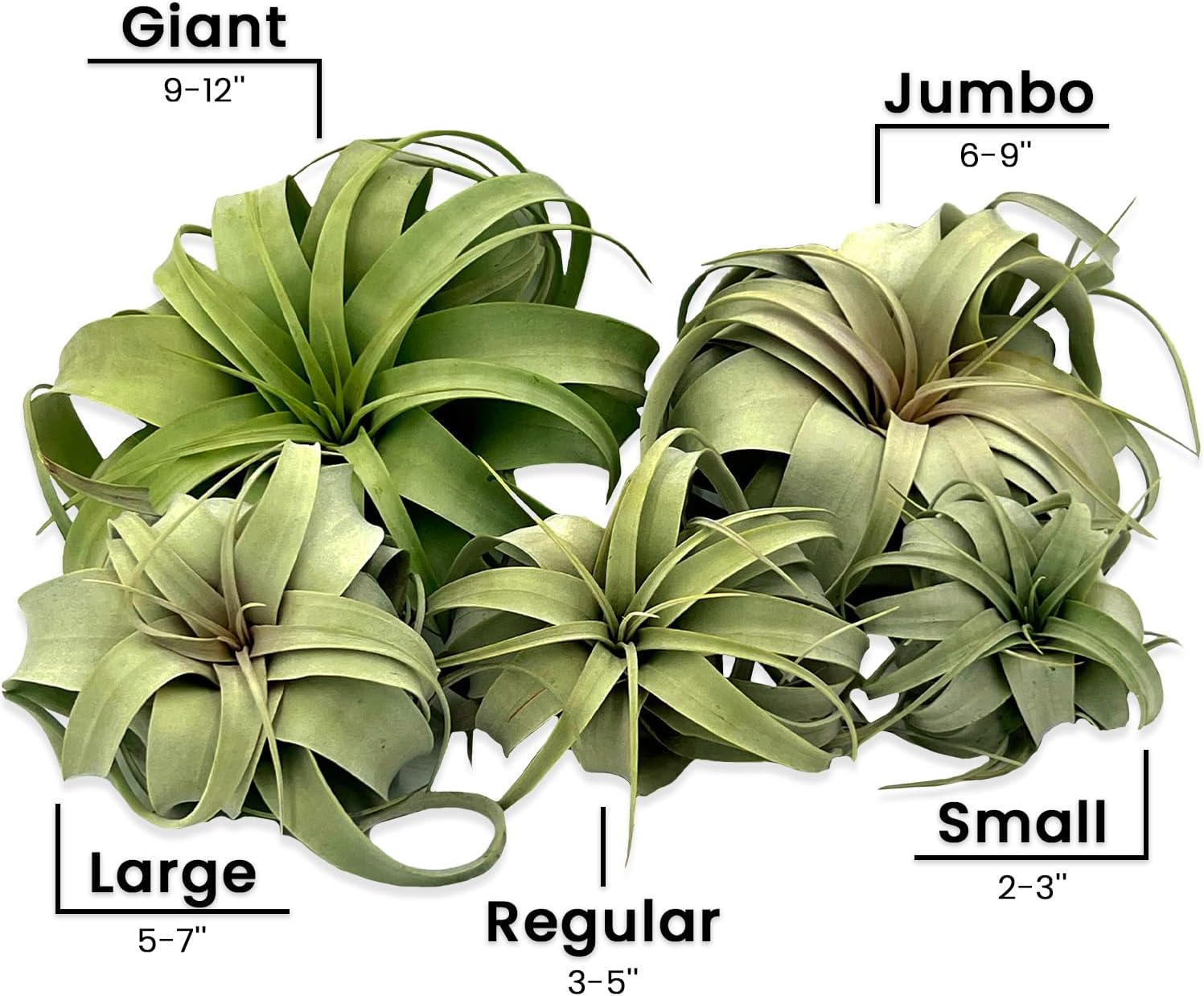 ragnaroc Live Air Plant - Tillandsia Xerographica, Jumbo 6-9” - 2 ct - Ideal for Gifts & Presents, Live Indoor Plants & Live House-Plants – Live Plants for Home décor
