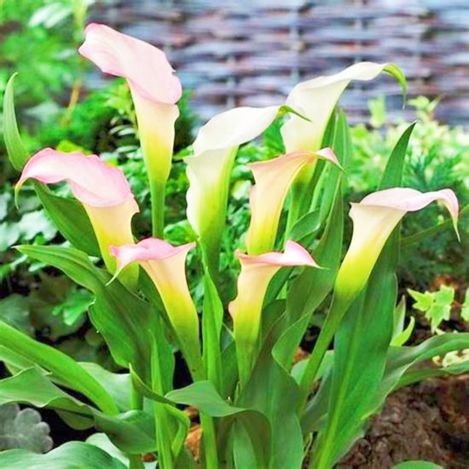 Calla Lily Bulbs-Calla Lily Plants Ornamental Flowers/Hardy Perennial/Garden Flowers/Wedding Flowers/Plant Bulbs-6bulbs-d