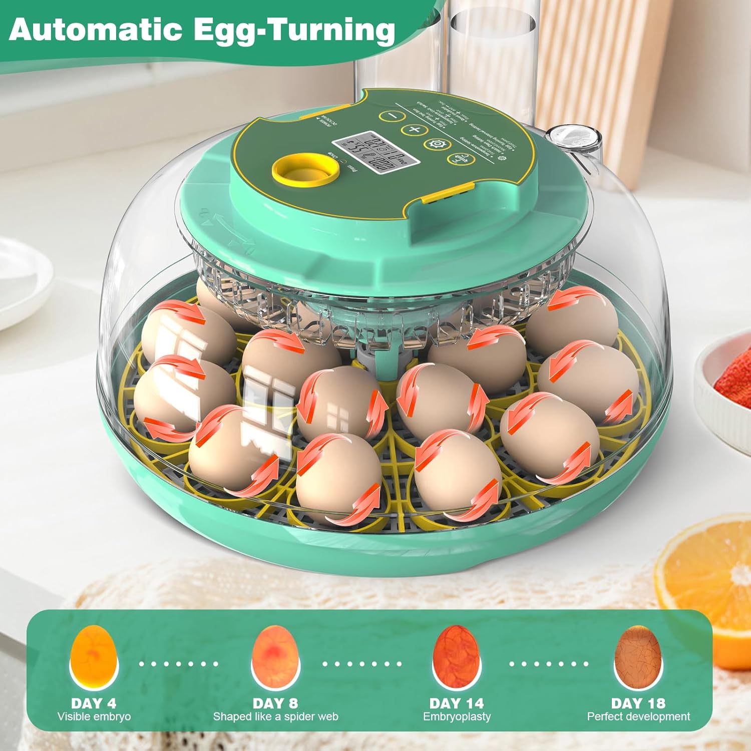 18 Egg Incubator with Automatic Egg Turning and Humidity Control,Chicken Egg Incubator, Large View Incubator for Chicken Duck Quail Eggs, External Water Refill, Egg Candler