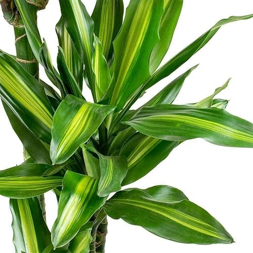 Miniatura 5 de Dracaena Fragrans - Planta de vivo, planta de maíz, árbol de follaje de calidad florista de interior