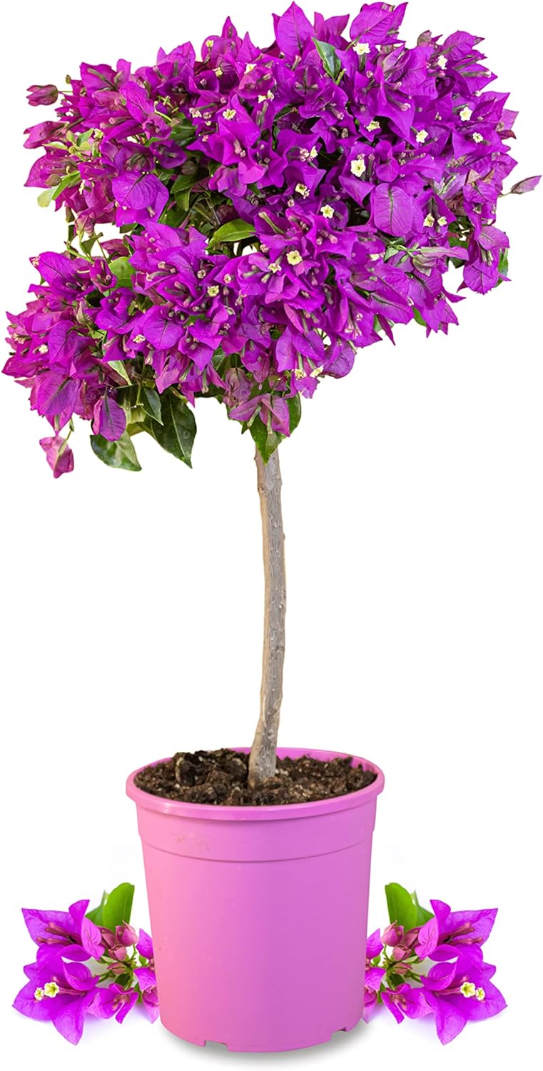 Meine Orangerie Bougainvillea Stamm 'Grande' Tolle mediterrane