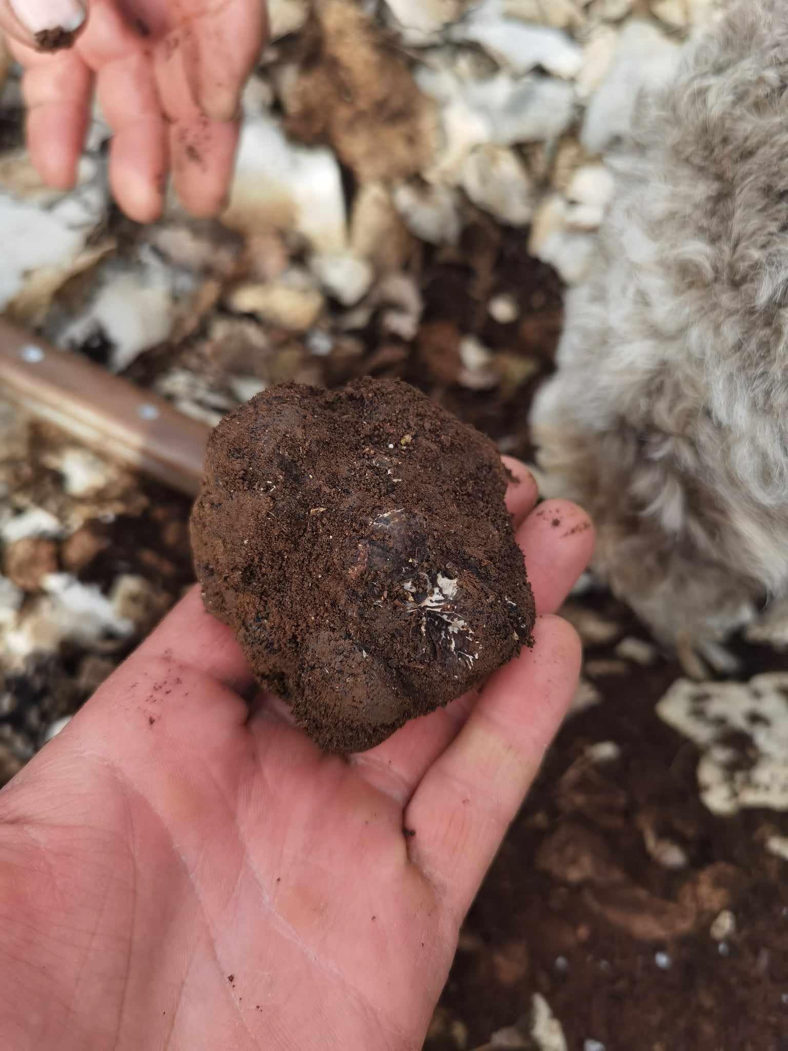 Huile de Truffe avec véritable morceaux de truffe noire - 250 ml - Huile d'olive Française, Truffe Tuber Melanosporum française - pour sauces et affiner les plats - Provence -