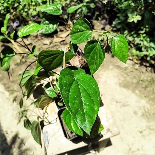Betel Leaf Sweet Paan Plant 12 Inch