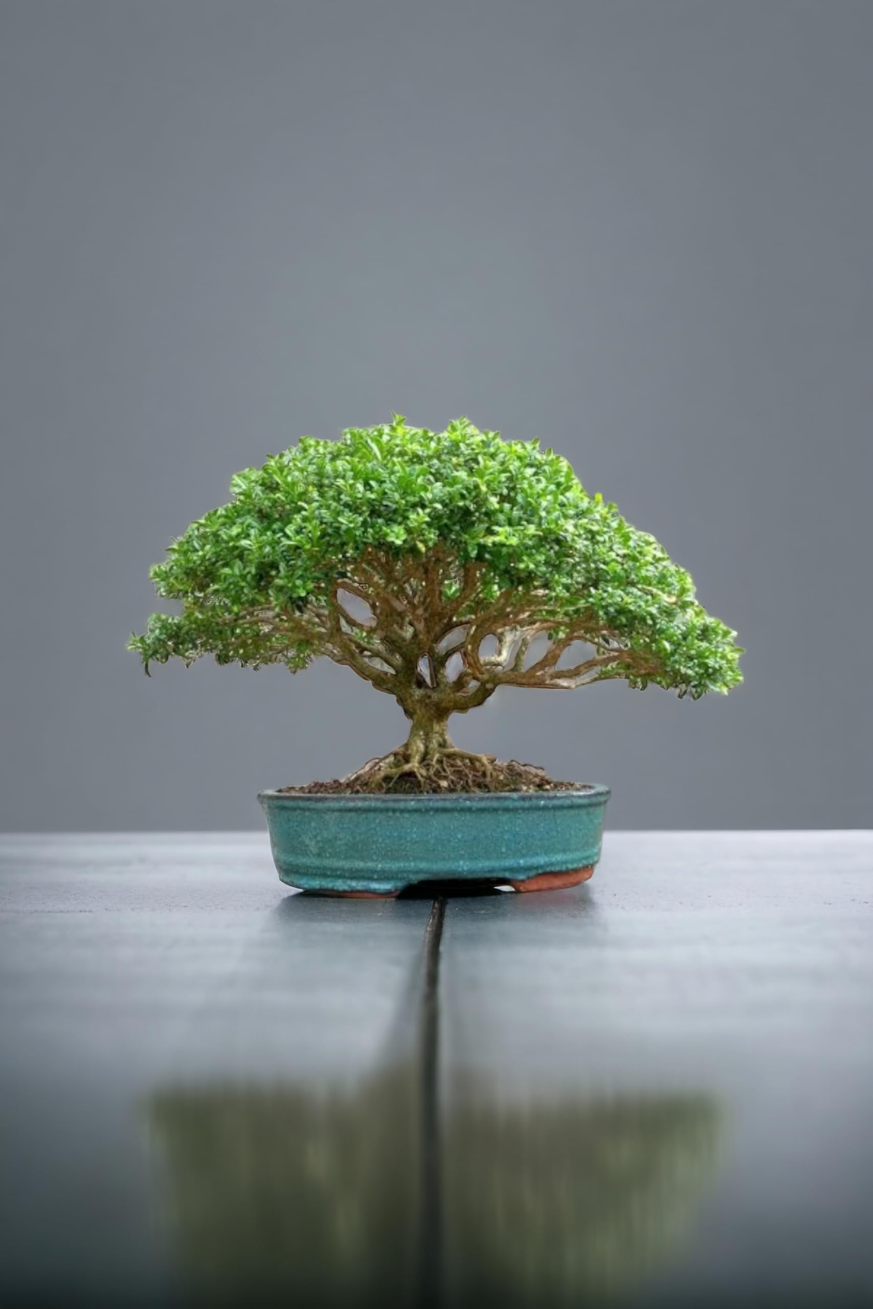 Bonsai live plant indoor,Japanese boxwood bonsai plant 5 Years old (Pack of 1 With pot)-image-48