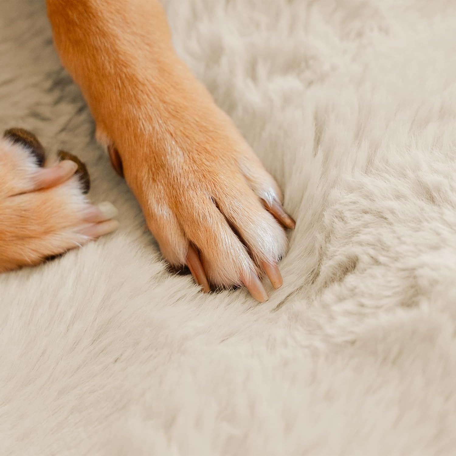 Travel in Comfort: Review of the FUNNY FUZZY Fluffy Dog Car Seat Cover!