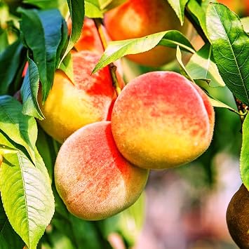 The Belle of Georgia Peach Tree, Pink Flowering, Self-Pollinating, Freestone, 3-4 ft. Tree Height, 7 gal Nursery Pot Due to Agricultural Laws, we Cannot Ship to CA, AZ, AK, or HI