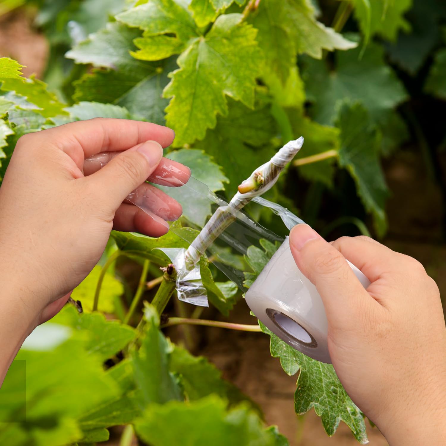 36 Stück 4,1 cm Pflanzen Veredelungsband, Veredelungsfolie für Pflanzen, dehnbare Gartenpflanzen, Reparatur-Bänder für Obstbäume, Blumen, Kakibäume, Gemüse