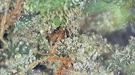 Review Image by Joseph T. Allen Joseph T. Allen