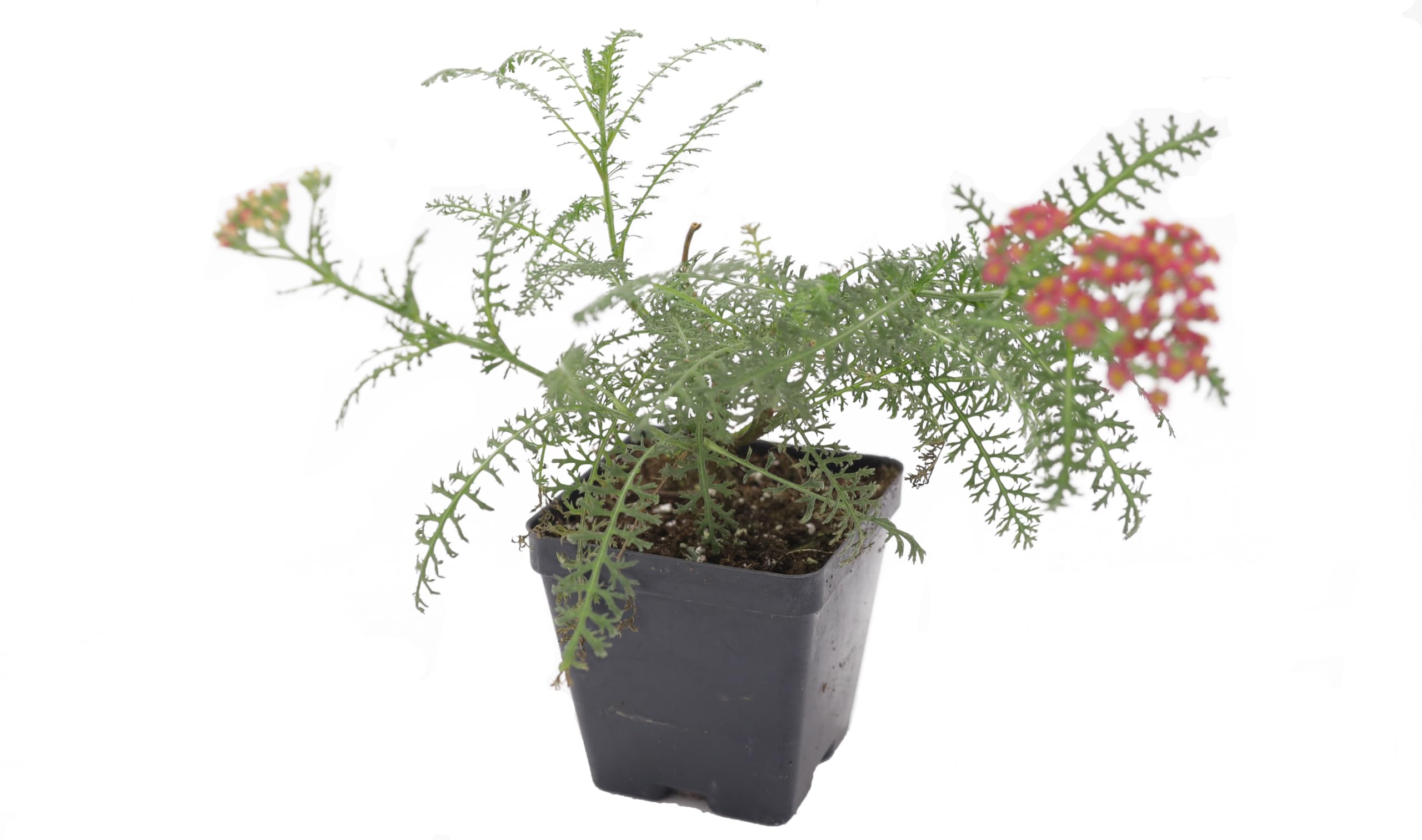 Greenwood Nursery New Vintage Red Yarrow