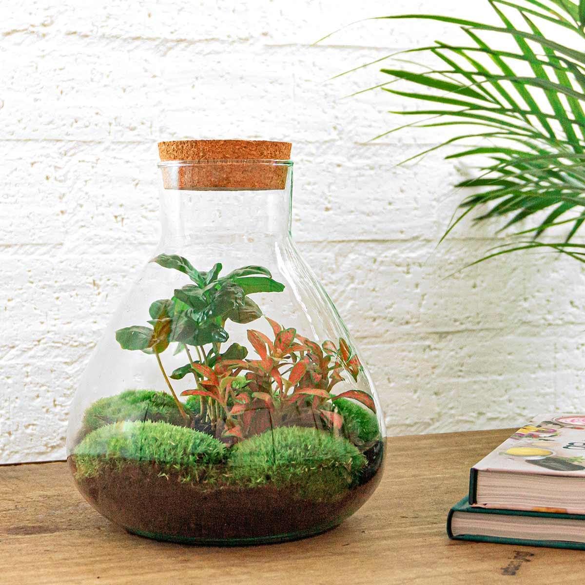 Ogród butelkowy Sammie — terrarium roślinne DIY — 27 cm — z rośliną kawową — w zestawie grabie. łopata, pęseta i nożyczki