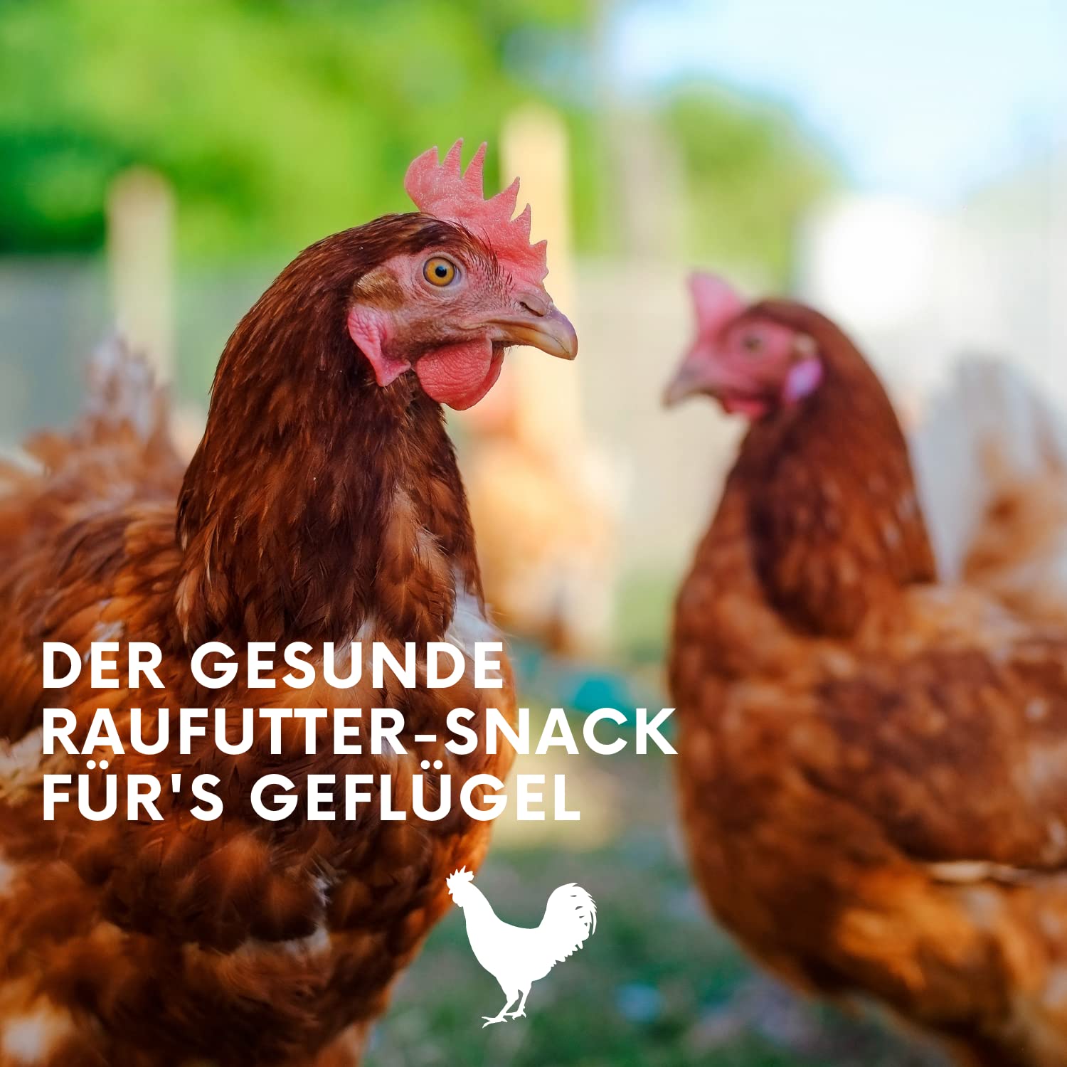 LAX Wiesenprodukte I Pickstangen für Hühner - 14 Kg (16 Stangen) Gesunde Wiesensnacks mit Luzerne I Ergänzungsfutter Hühner I Stangen zum Knuspern I Hühnerfutter