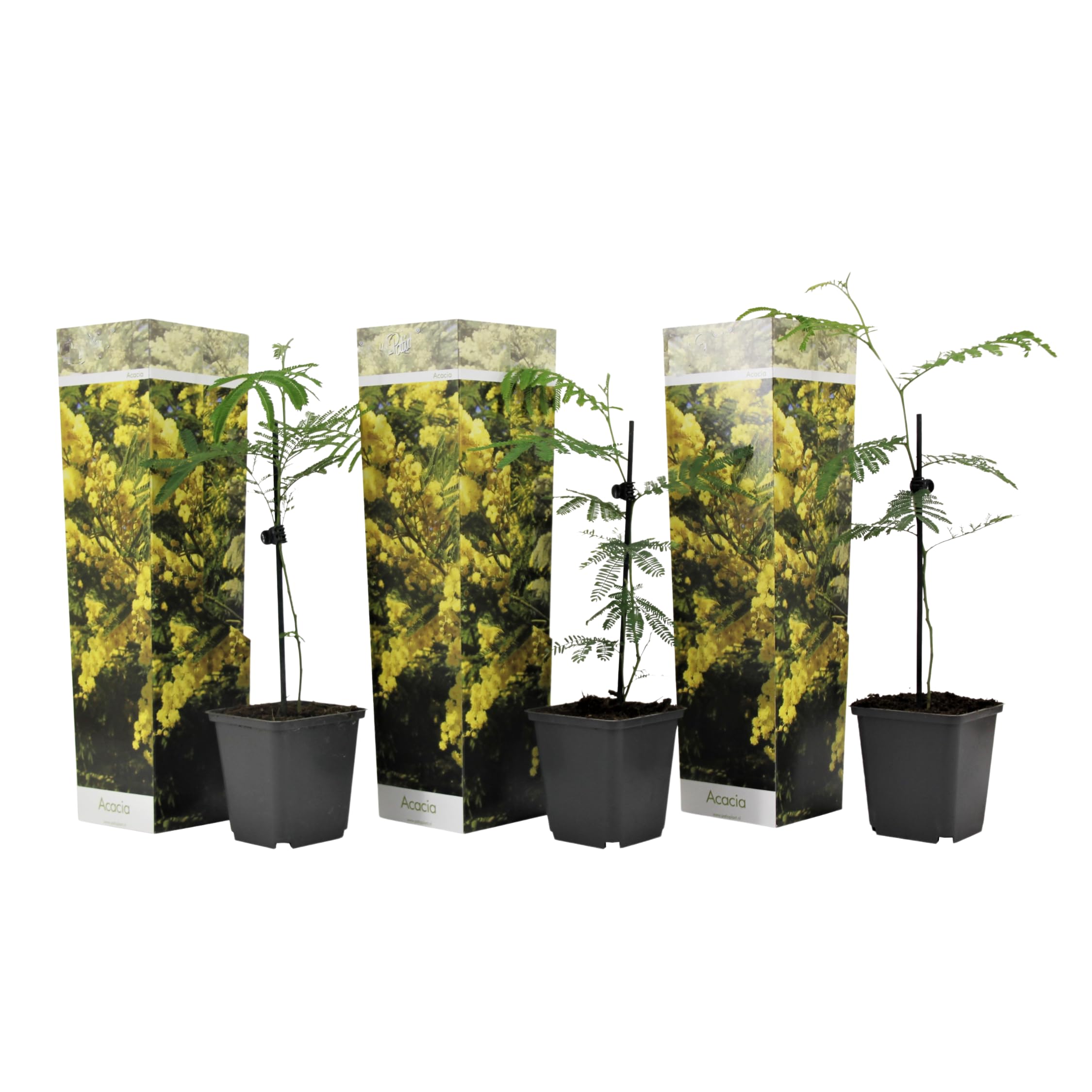 Plant in a Box - Akacja Srebrzysta - Acacia dealbata Mimosa - Zestaw 3 sztuk - Doniczka 9 cm - Wysokość 25-40cm - Rośliny ogrodowe