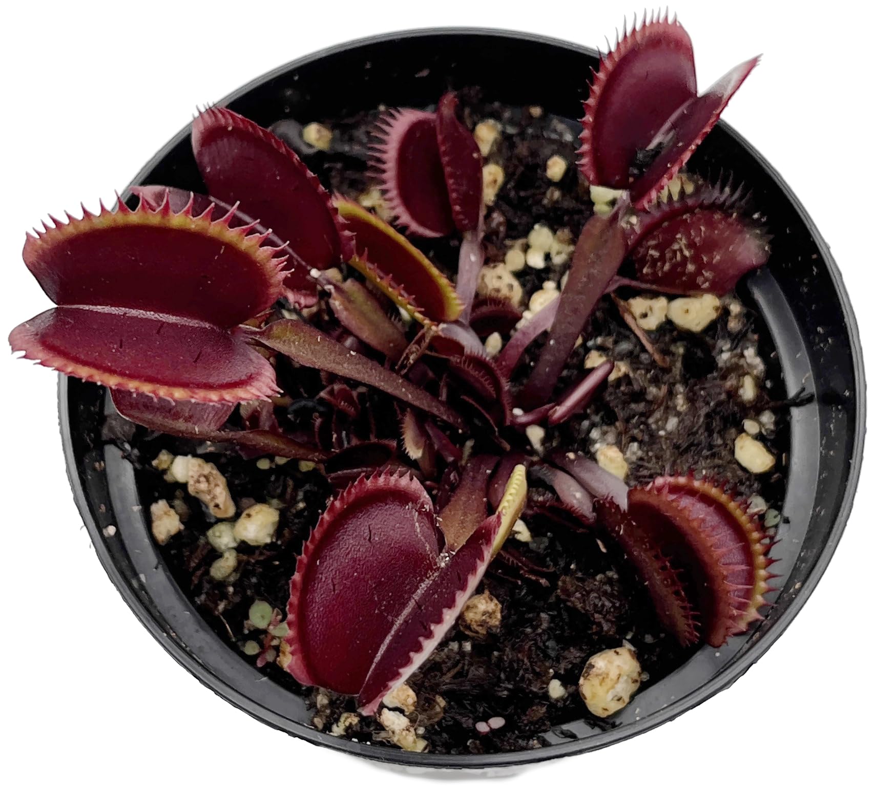 Dionaea Muscipula 'Red Piranha' - rote Venusfliegenfalle - blühfähig im 9 cm Rundtopf - fleischfressende Pflanze