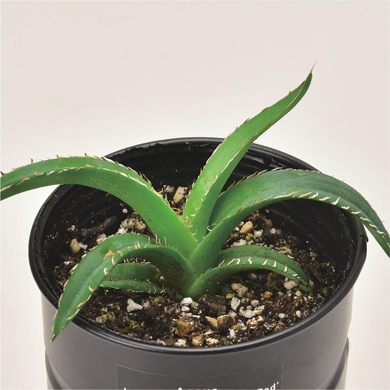 アガベ 実生　まさしさん専用 アガベ 実生 まさしさん専用