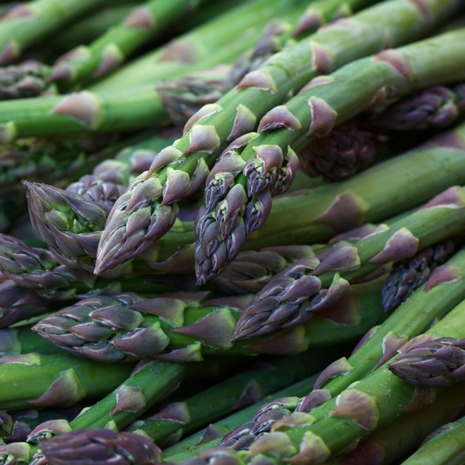Carbeth Plants Asparagus Crown Roots for Planting - Premium Quality Easy Grow Vegetable Perennials - Quick Establishment & High Yielding Spears for Kitchen Gardens & Allotments (1, Gijnlim)