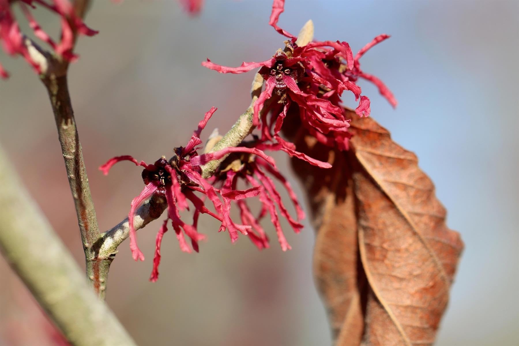 Direct Plants Witch Hazel Hamamelis Ruby Glow Shrub 4-5ft Extra Large in a 7.5 Litre Pot