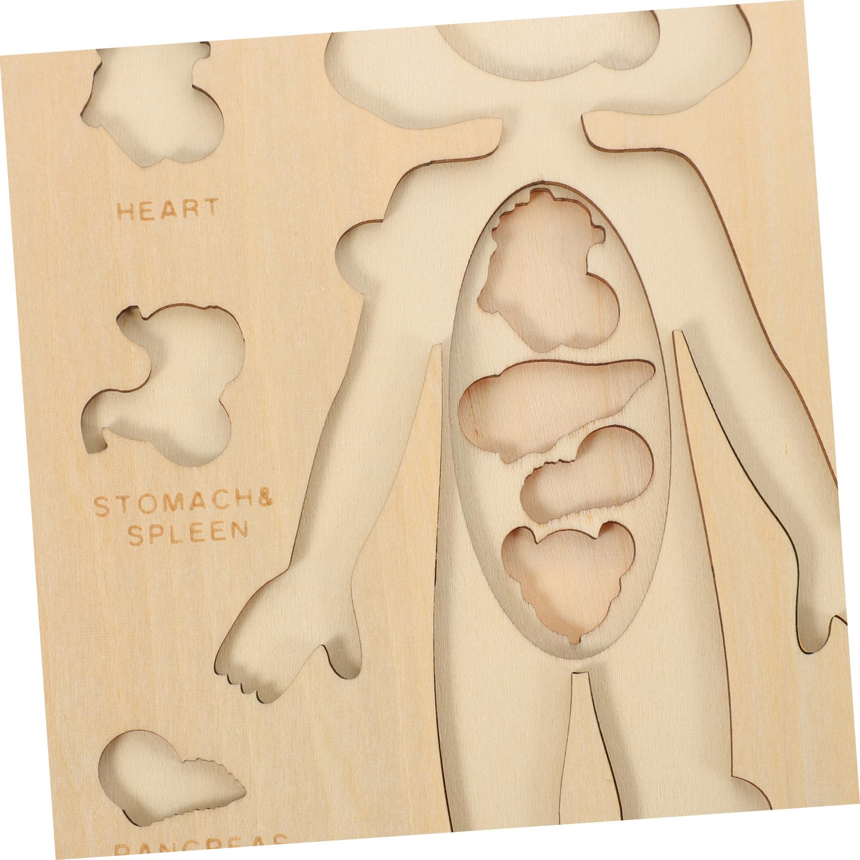 Puzzle Anatomia Umana in Legno per Gioco Educativo Organi del Corpo Didattico per Ragazzo e Aiuto Insegnamento Scuola Sviluppo Coordinazione e Memoria