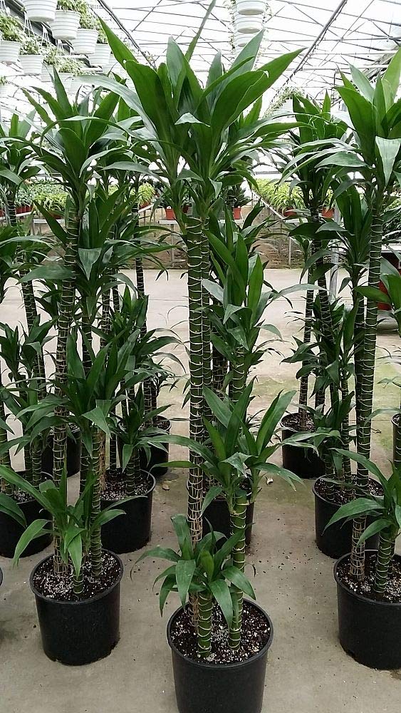 Amazon.com : Dracaena Lisa Elegance Cane - Live Plant in a 10 Inch Pot - Dracaena  Deremensis - Beautiful Easy Care Air Purifying Indoor Houseplant : Patio,  Lawn & Garden