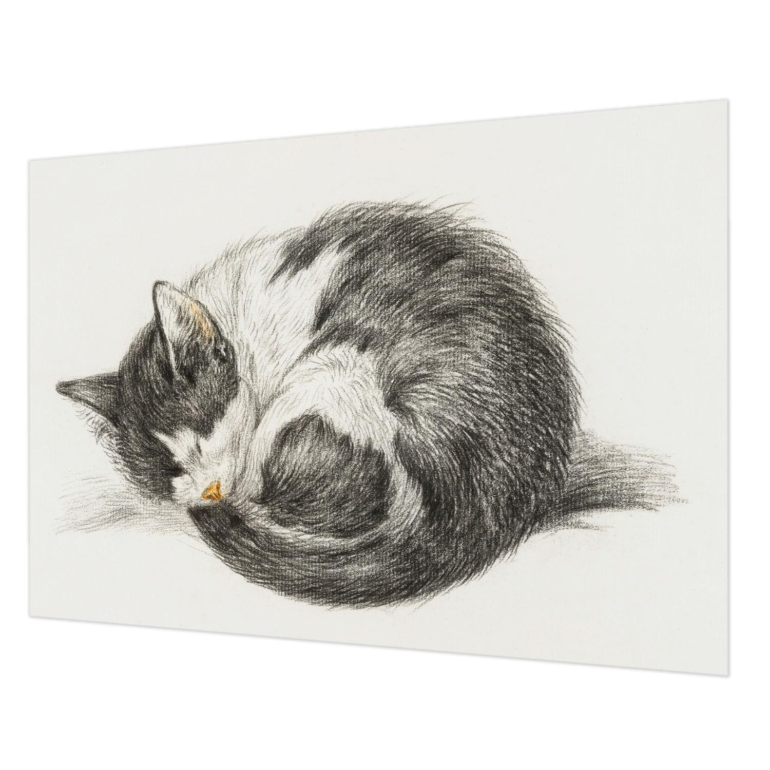 Tapisserie intissée haute qualité impression chaton 312x219 cm avec colle