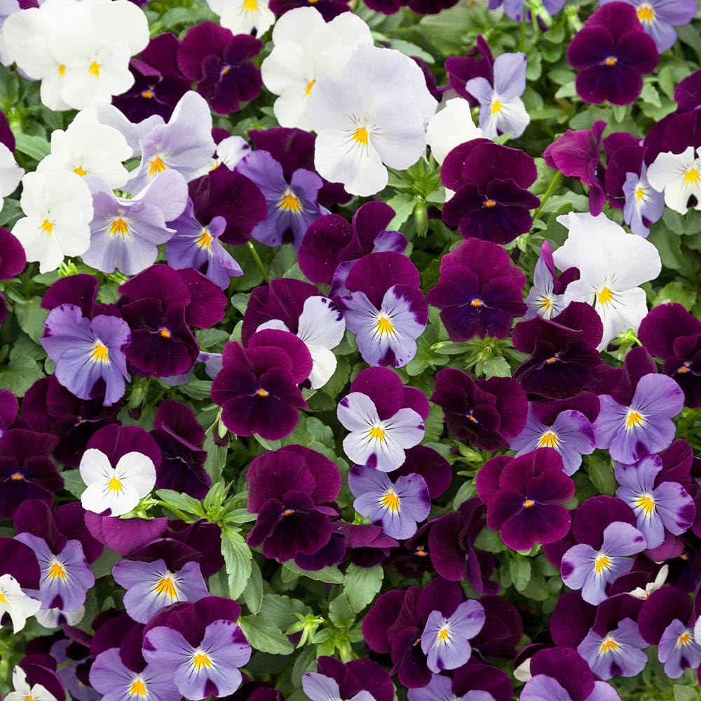 You Garden - Pansy Cool Wave Berries & Cream Mix, Pack of 20 Garden Ready Plants, Early Spring Flowering