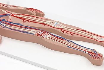 71lUsBVsMHL._AC_UF350,