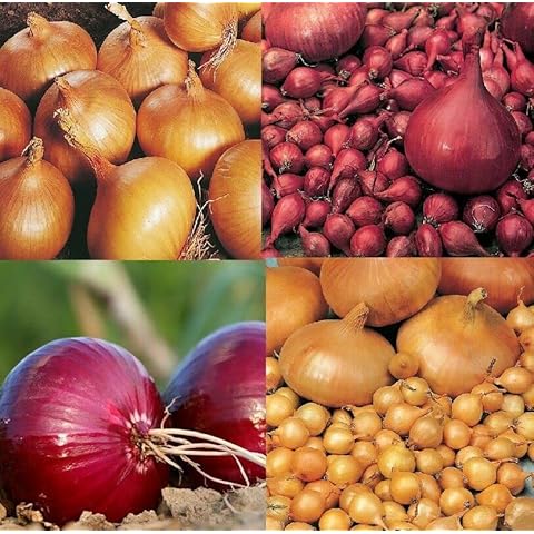 Yellow Winter. RED Winter Autumn Planting Onion Sets x 50 Sets,Ready for Planting Now,Grow Your own Vegetables.Ready for Planting Cover