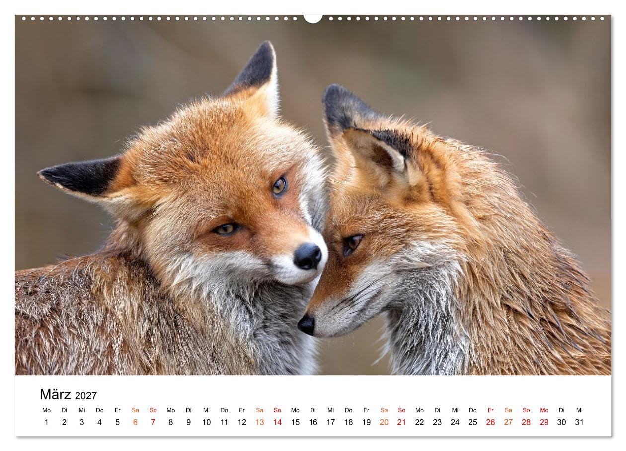 Füchse - Wanderer durch Moos und Farn (Wandkalender 2027 DIN A2 quer), CALVENDO Monatskalender: Naturnah. Still. Faszinierend. Fuchszeit - Monat für Monat. (CALVENDO Tiere)