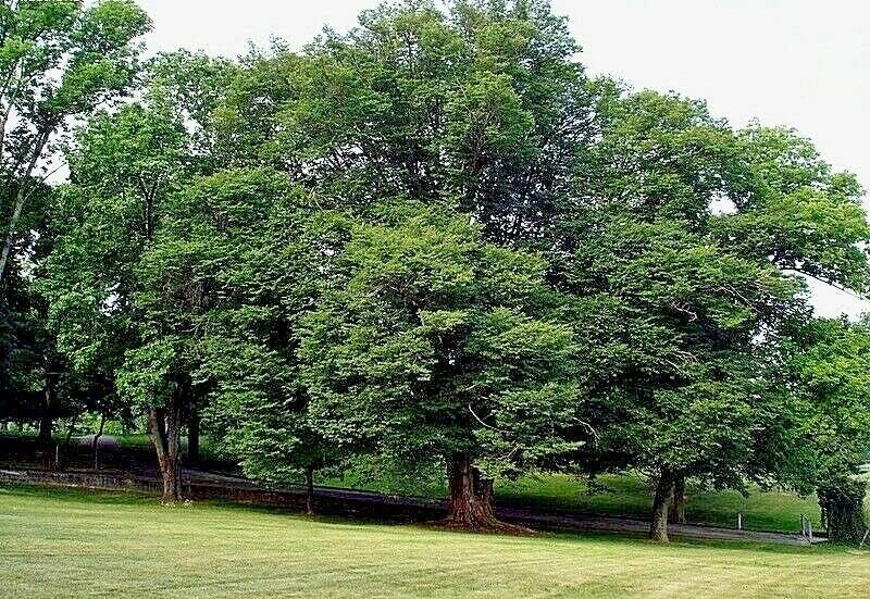 Miniatura 3 de 10 semillas de olmo de corteza gris japonesa  Zelkova Serrata Bonsai Semillas de planta