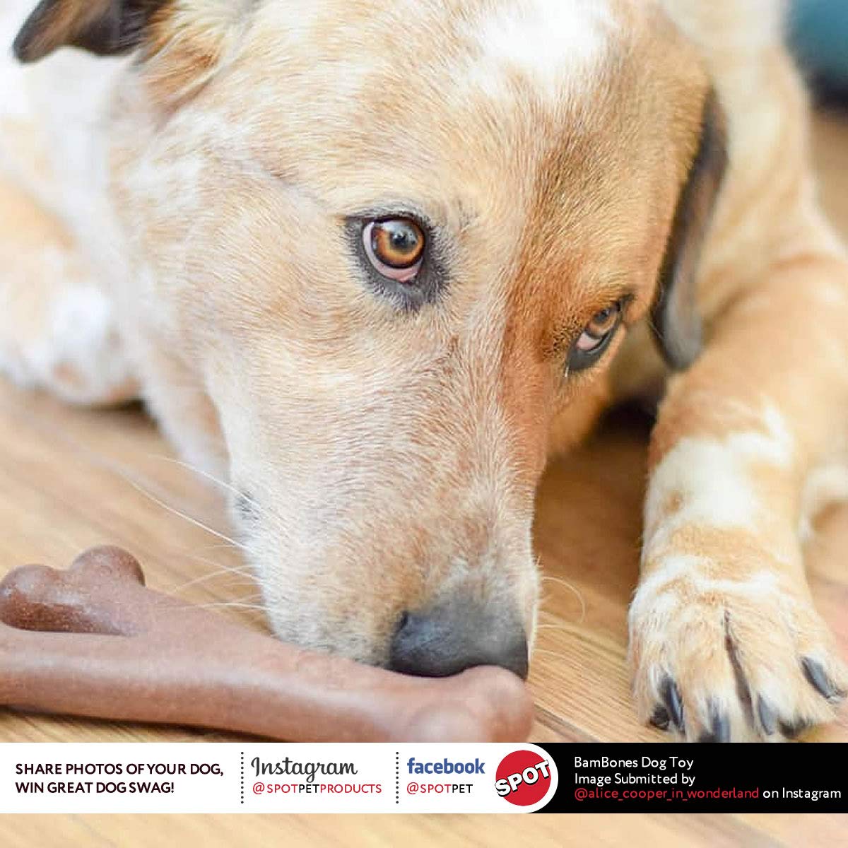 Are Bamboo Bones Safe For Dogs