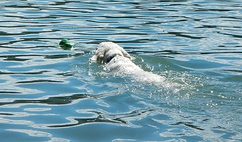 Miniatura 4 de Cycle Dog 3-Play Turtle Dog Toy, Ecolast Post Consumer reciclado, azul