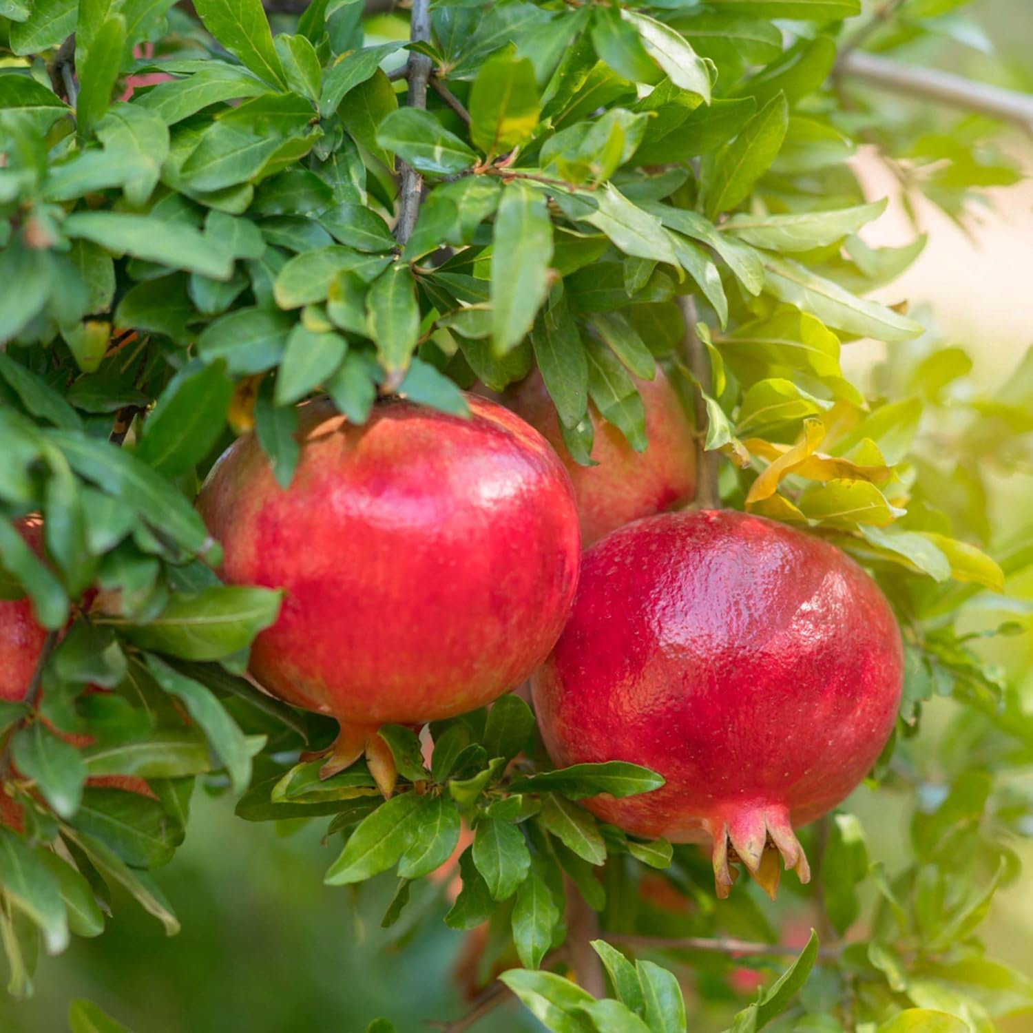 Live Pomegranate Fruit Plant - Red Anar Tree -2