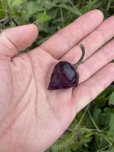 Miniatura 2 de Semillas premium de pimienta UFO púrpura 100 piezaspaquete