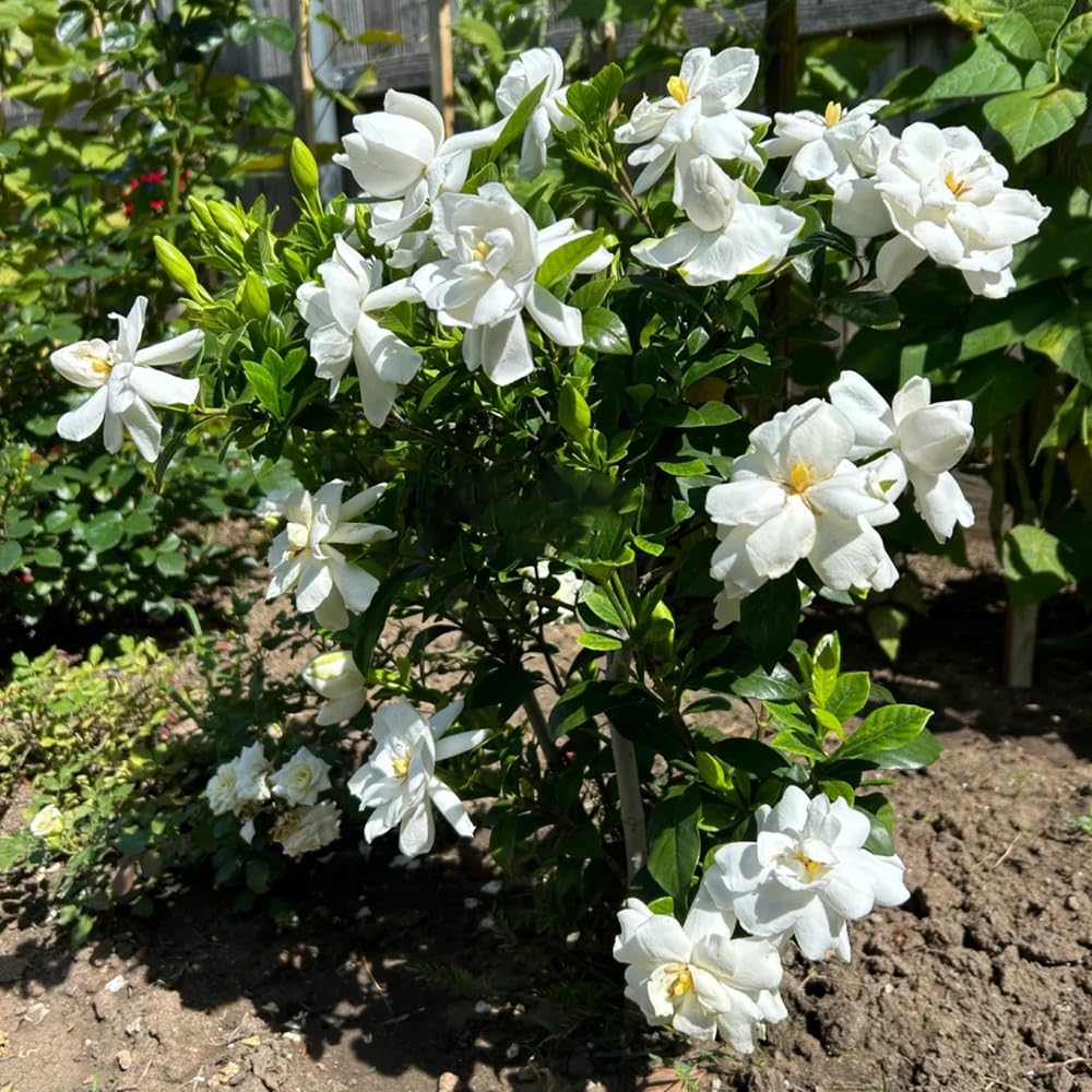 gardenia - interior jardín primavera balcón colgantes, 20planta