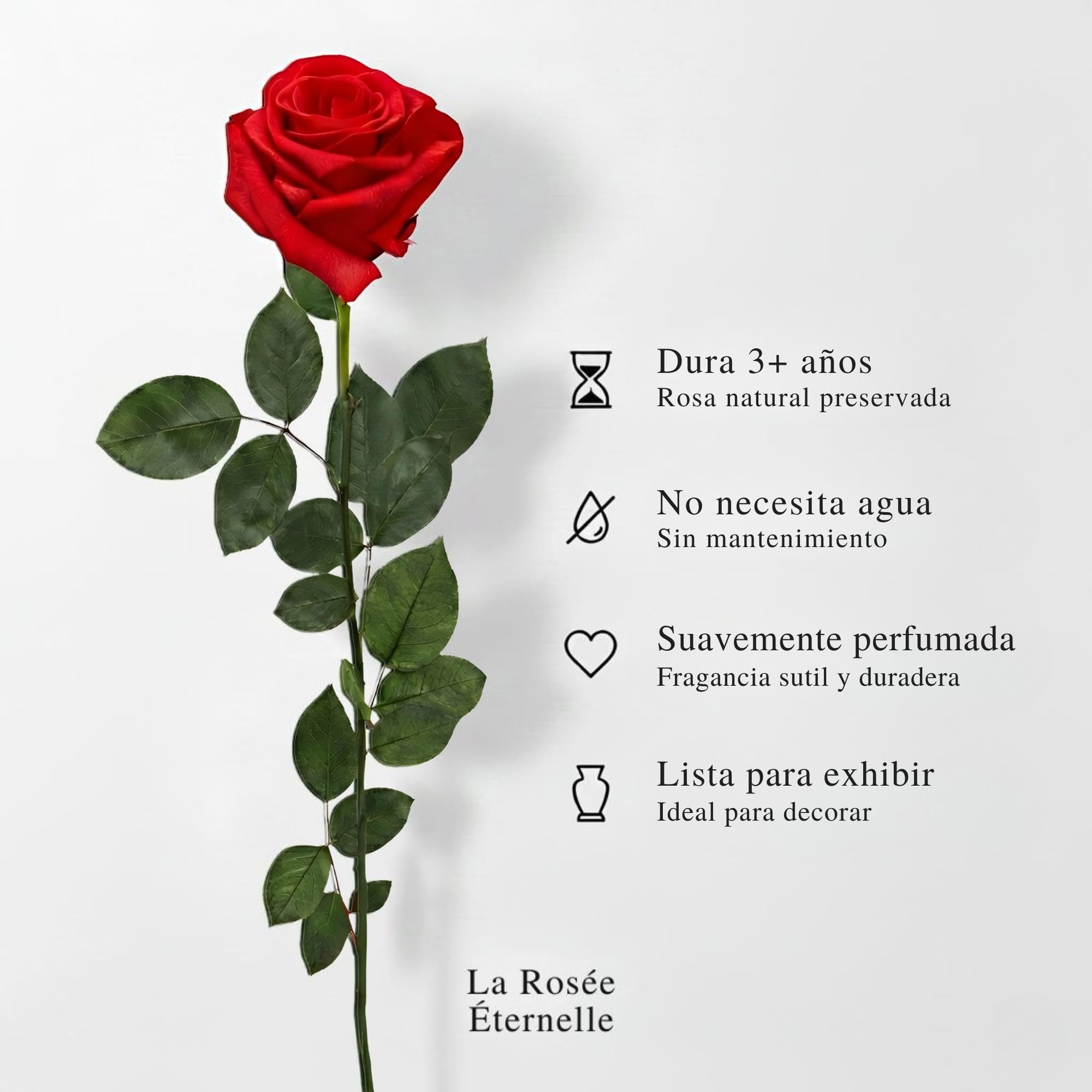 Rosa Eterna Natural con Tallo Largo – Rosa Preservada Perfumada de Ecuador – Regalo Original para Mujer, Pareja, Novia y Día de la Madre – Diseño Artesanal en España – Color Rojo (Red One)