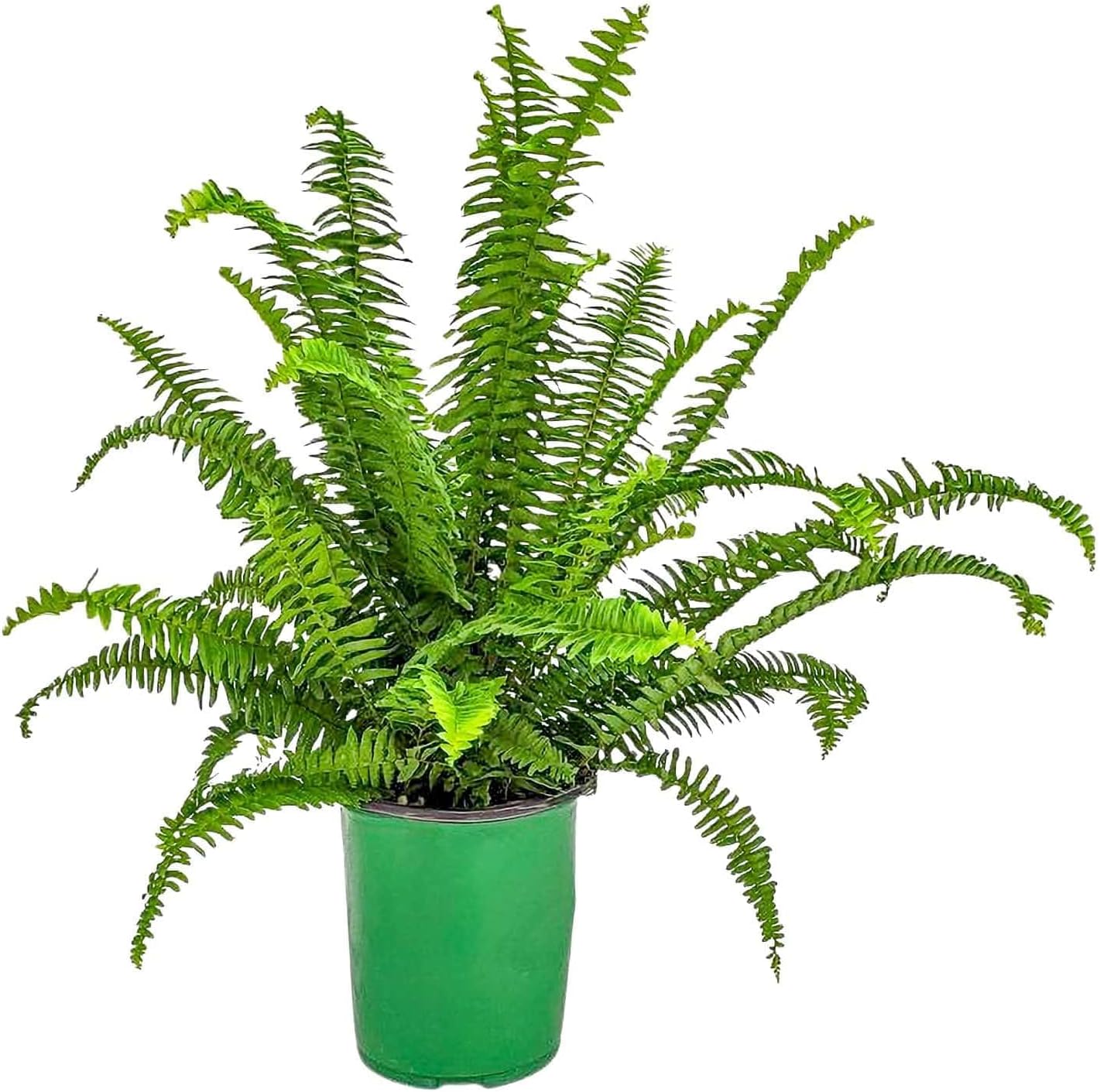 Kimberly Queen Fern (1 Gallon/6" Nursery Pot)