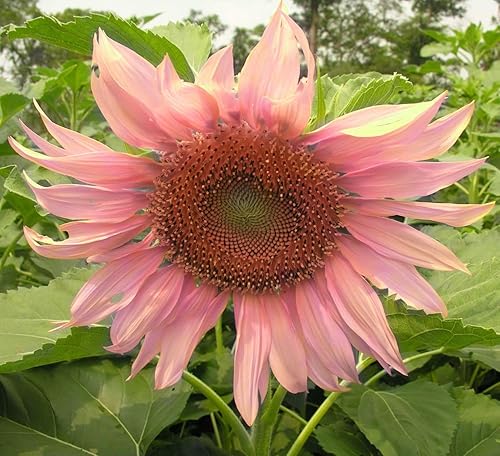 Miniatura 3 de Mezcla de semillas de girasol gigante (más de 200 semillas), variedades de reliquia roja, morada y rosa para un vibrante jardín de mariposas