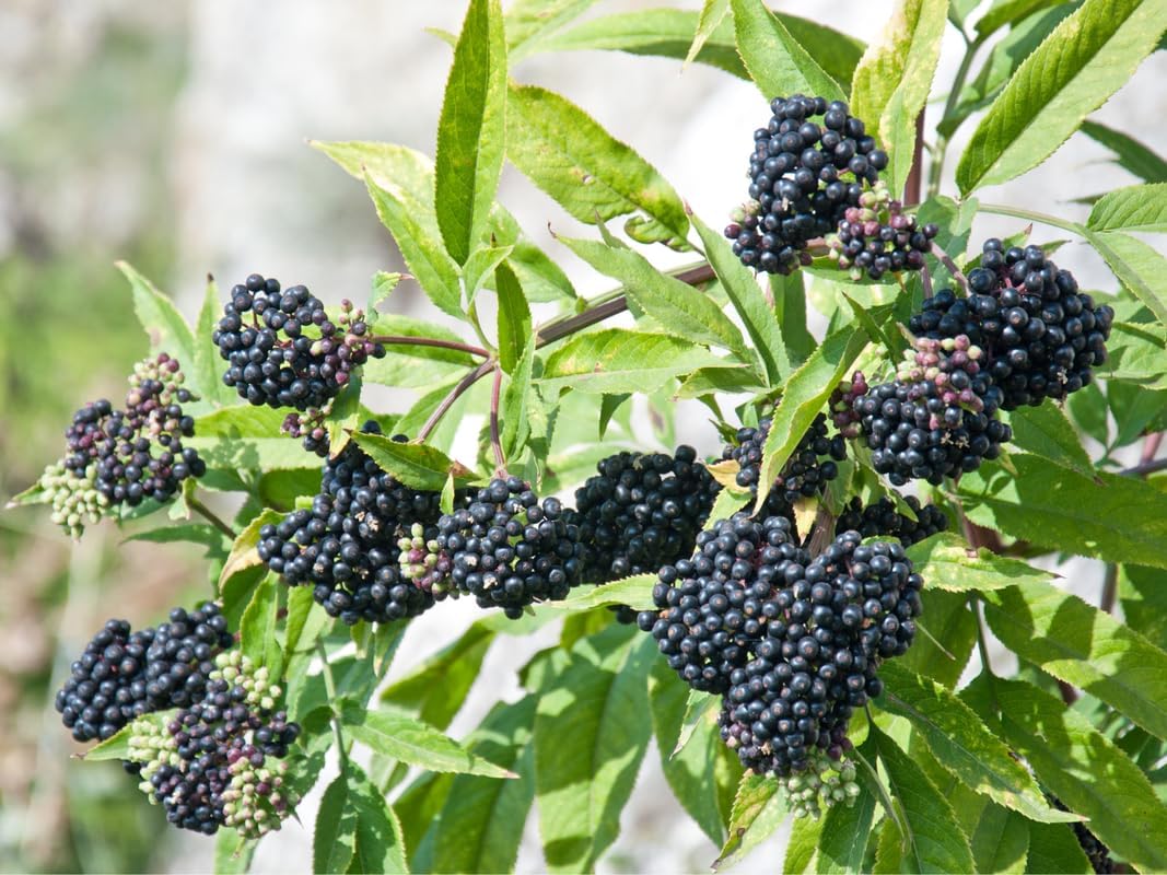 Set 10 American Elderberry Trees Live Plants for Planting