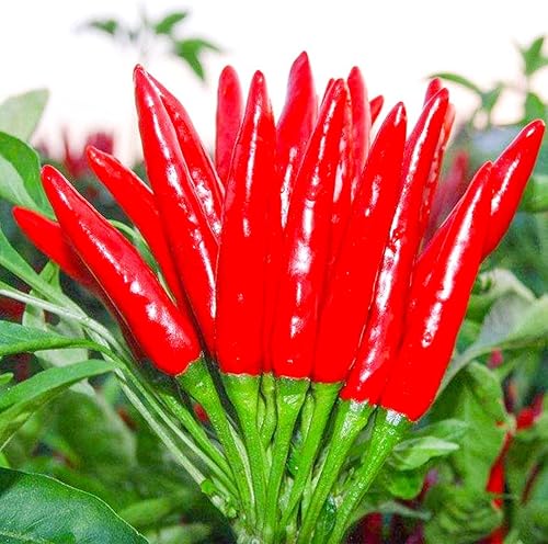500 semillas de chile picante tailandés semillas de chile de pájaro tailandés, semillas de chile sin OMG, cultivadas sin OMG, Capsicum frutescens disponible en Yaxa Venezuela