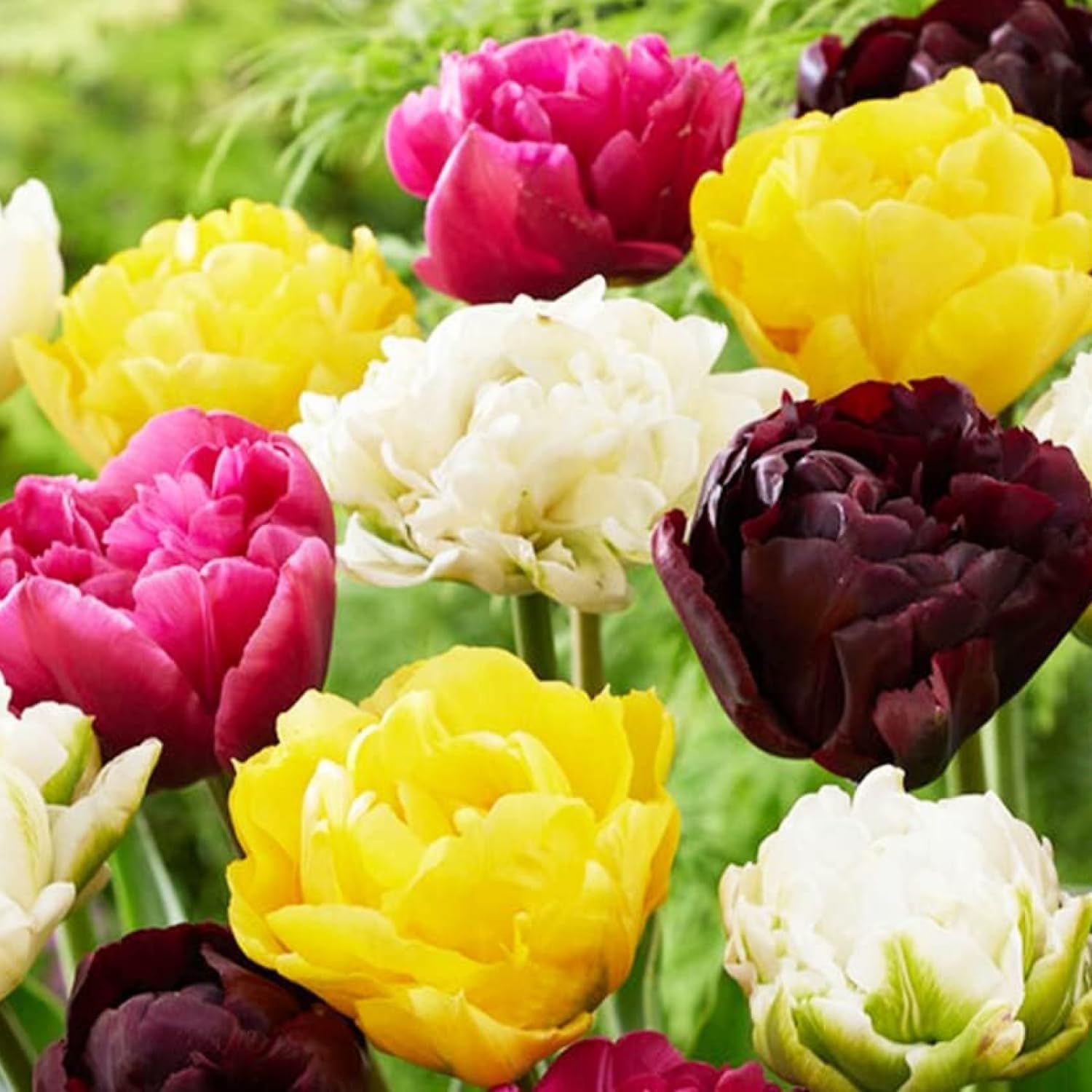 Bulbi Fiori Perenni da Esterno - 50 Bulbi Iris Olandesi Super - Mix di 5 varietà e colori - Piante esclusive dall'Olanda - per giardino e vaso (non semi, non artificiali