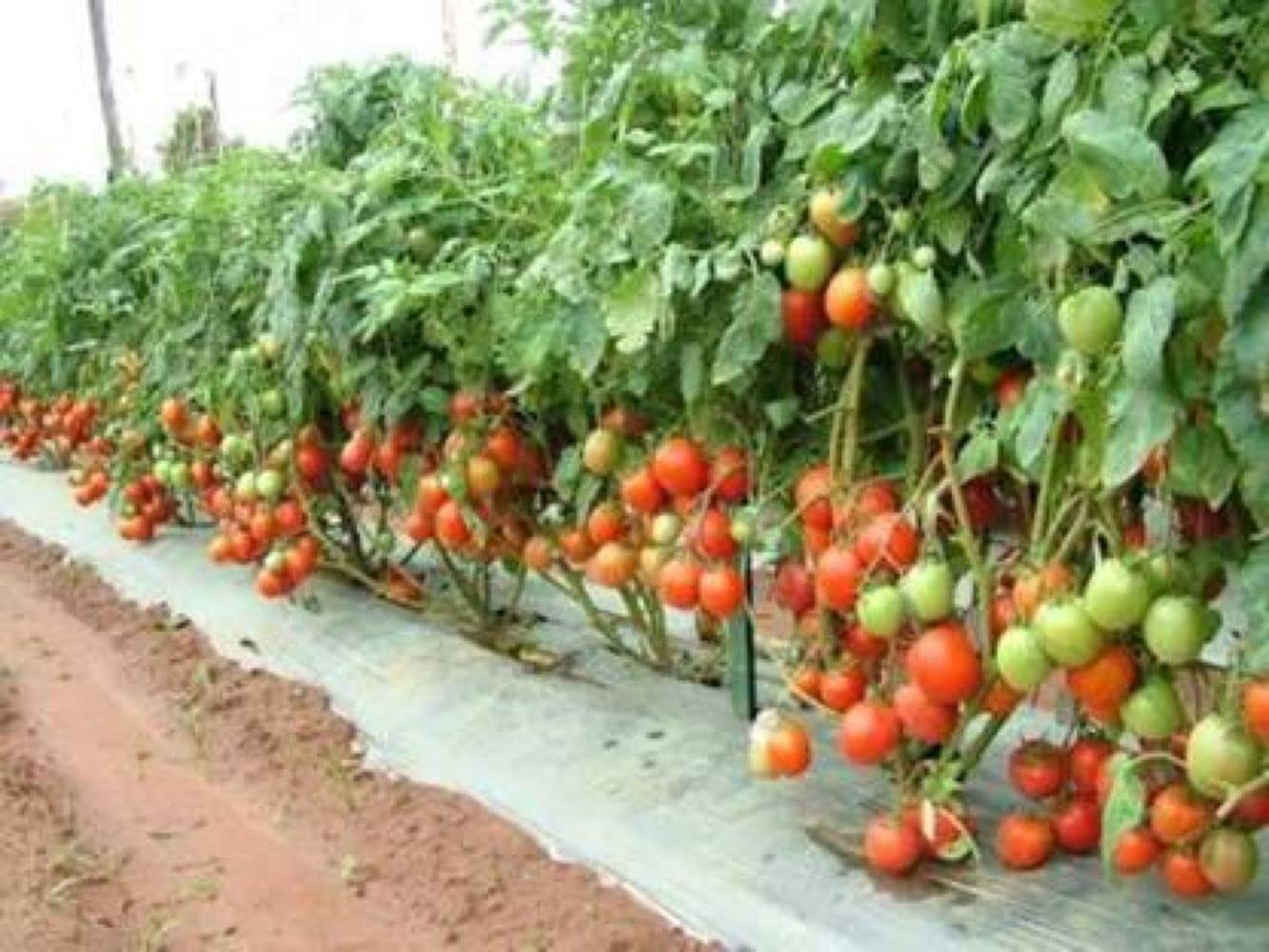 See full amazon price history chart for PLANTOGALLERY Vegetable Seeds | Tomato F1 Hybrid Seeds For Home Gardening (40 seeds pack) PLANTOGALLERY Vegetable Seeds | Tomato F1 Hybrid Seeds For Home Gardening (40 seeds pack) (B09BG52Y9S) Amazon Price History, Amazon Price Tracker